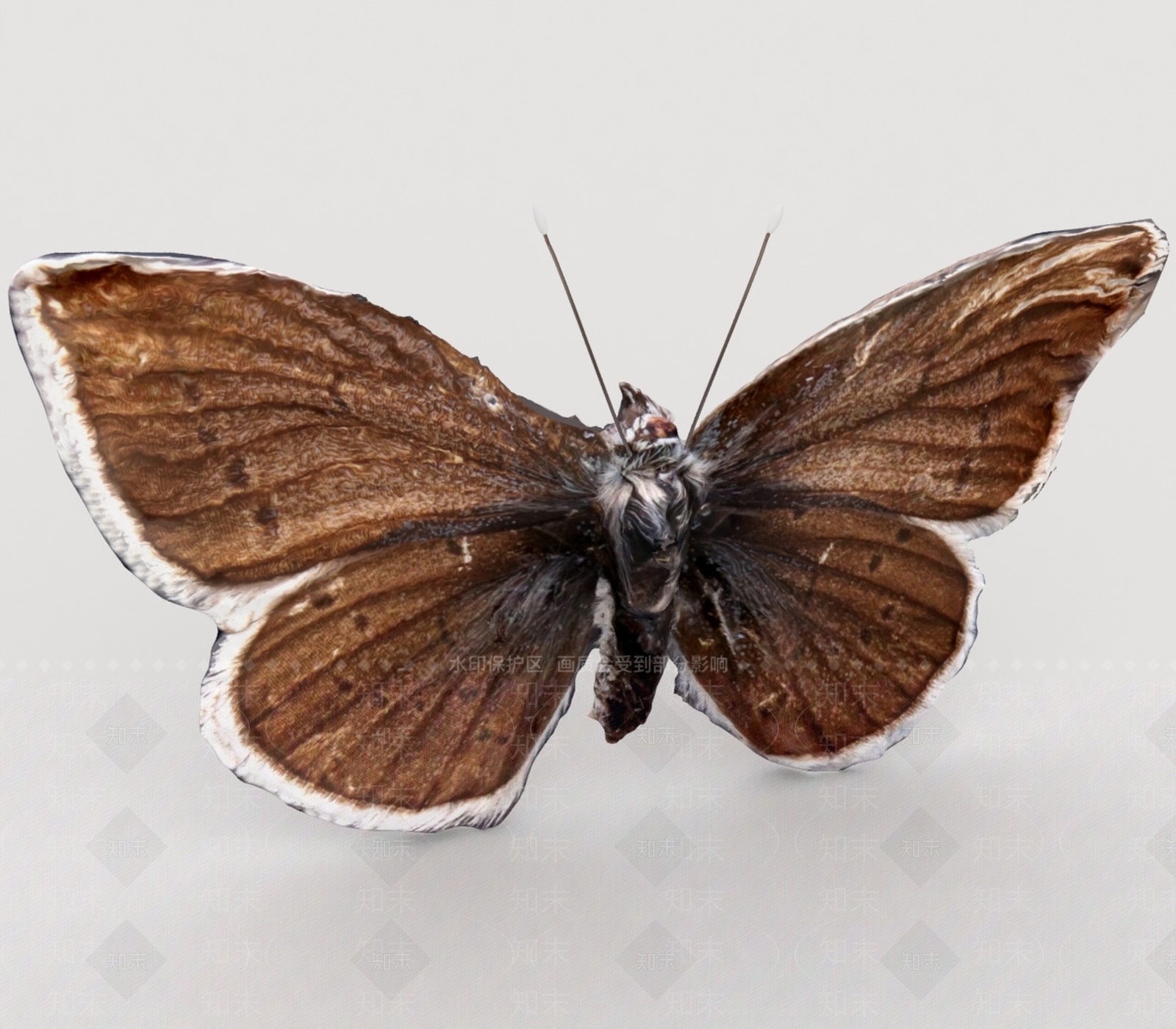 飞行类动物3D模型下载【ID:1199021325】