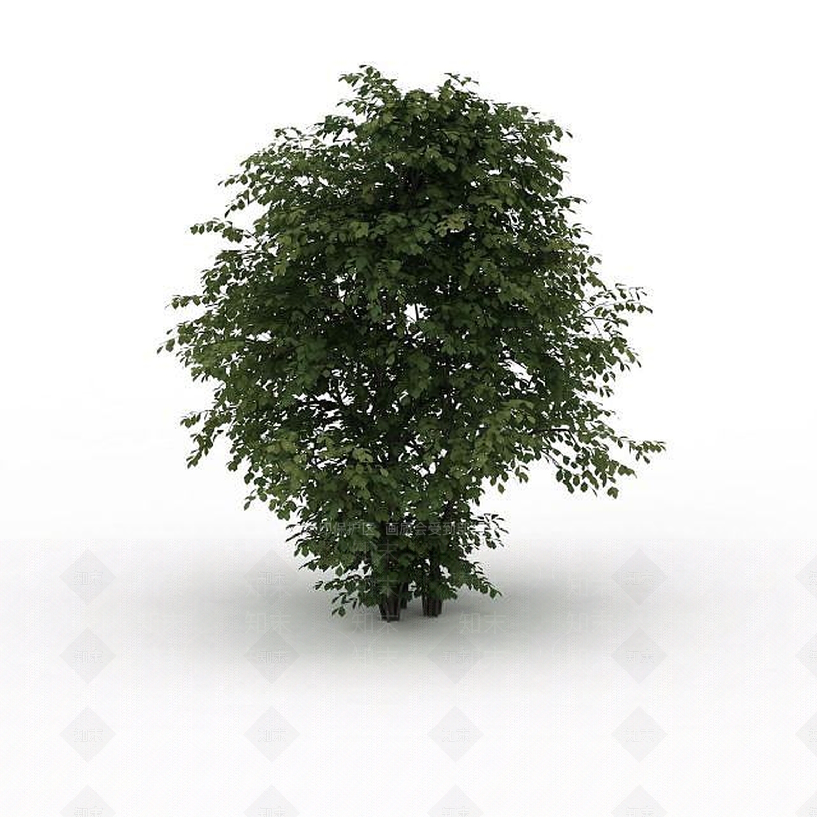 现代茂盛景观树3D模型下载【ID:1199024452】