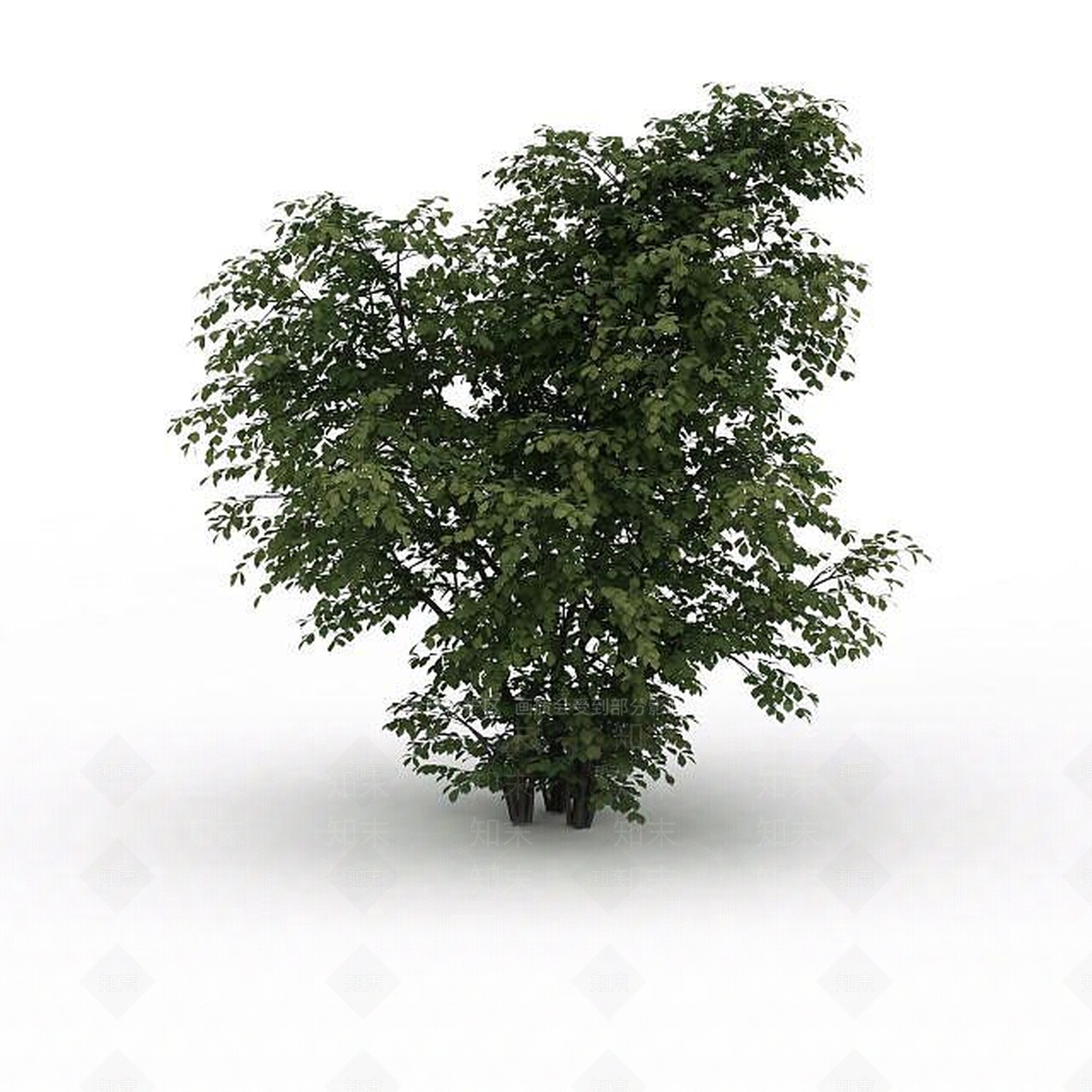 现代茂盛景观树3D模型下载【ID:1199024452】