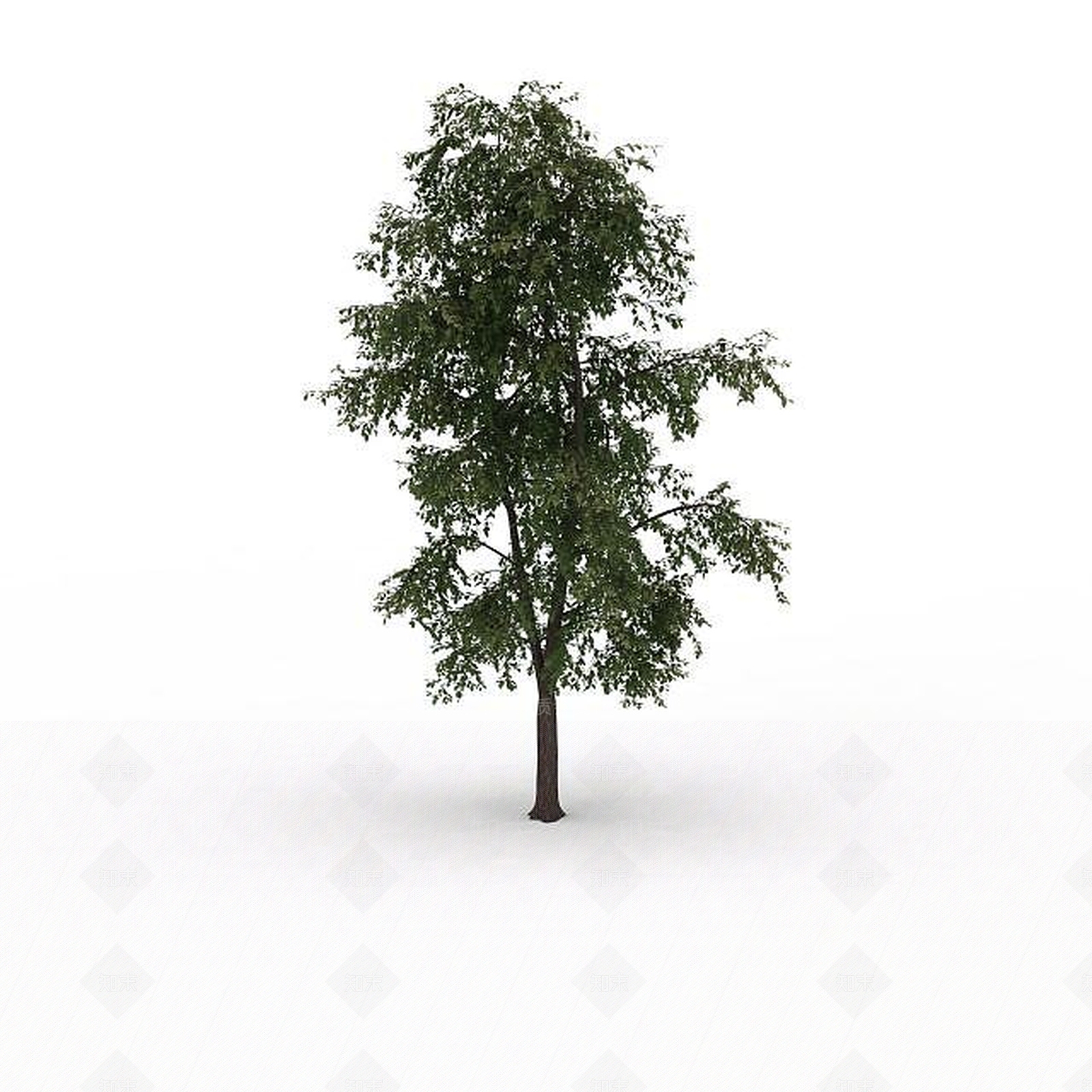现代院落景观树3D模型下载【ID:1199024521】