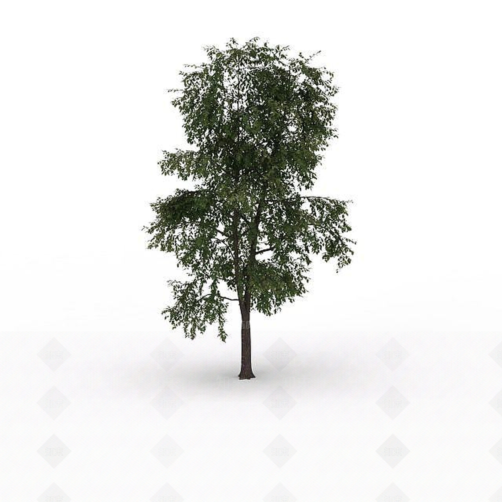 现代院落景观树3D模型下载【ID:1199024521】