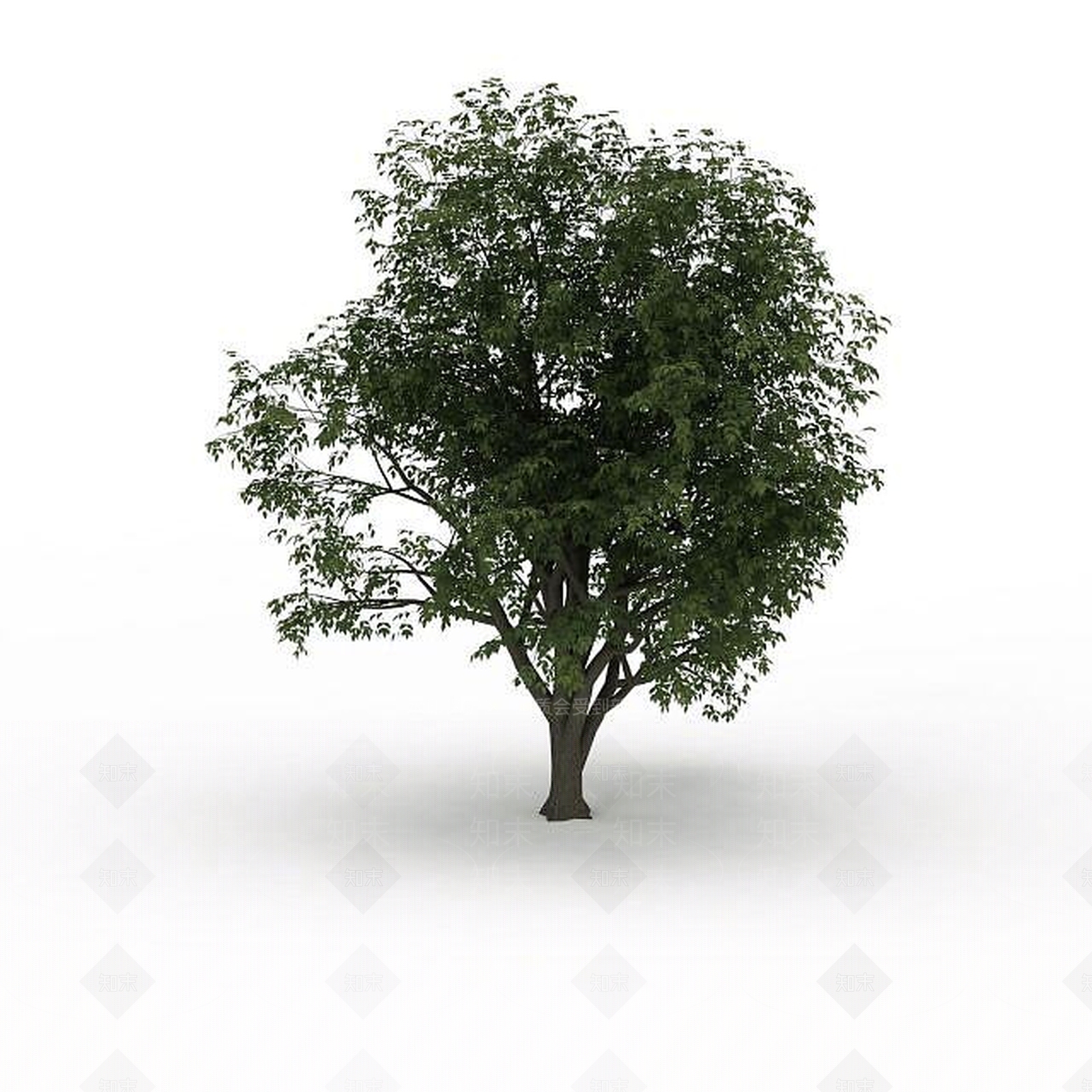 现代落叶景观树3D模型下载【ID:1199025935】