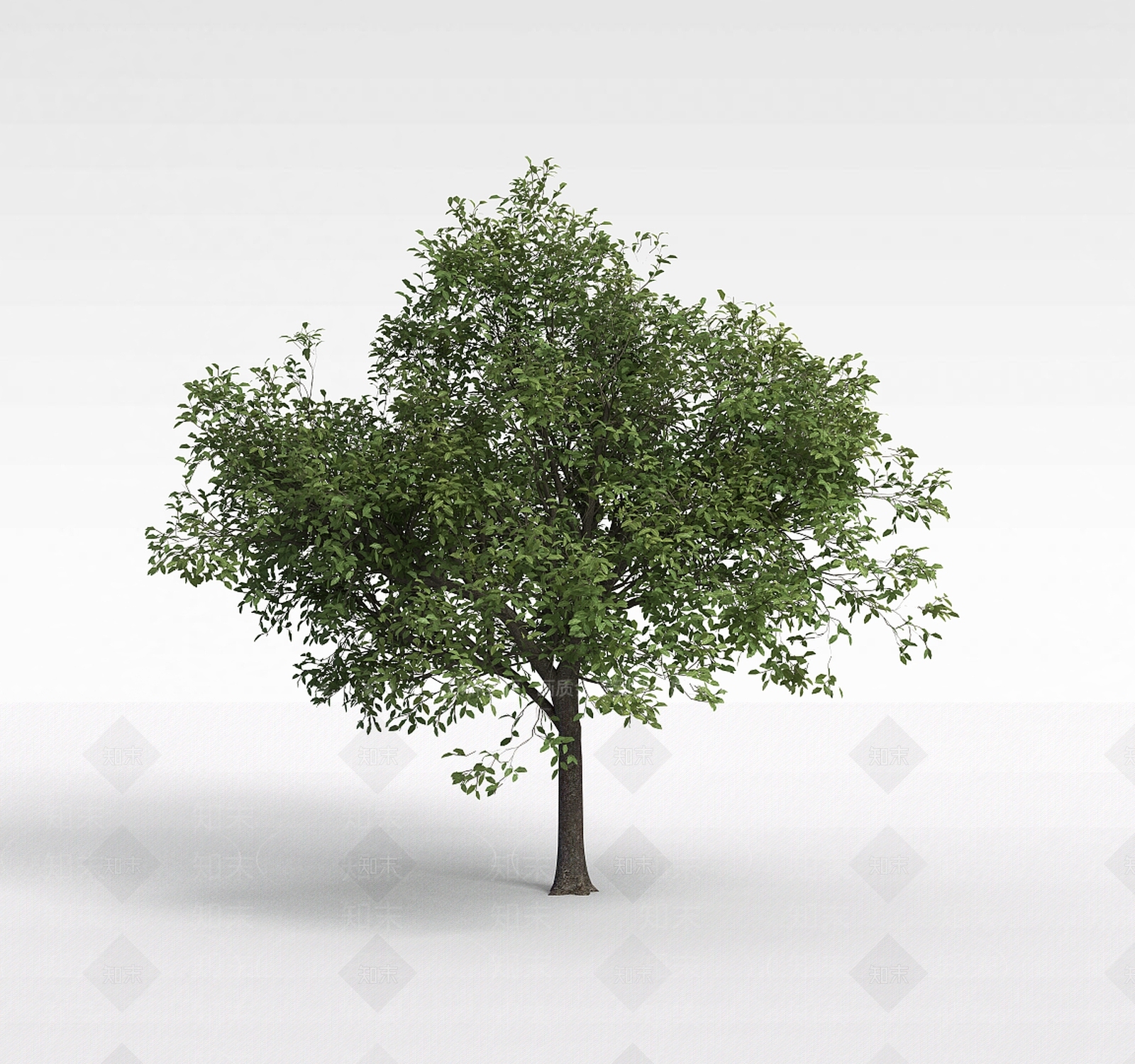 现代公园细叶景观树3D模型下载【ID:1199027299】