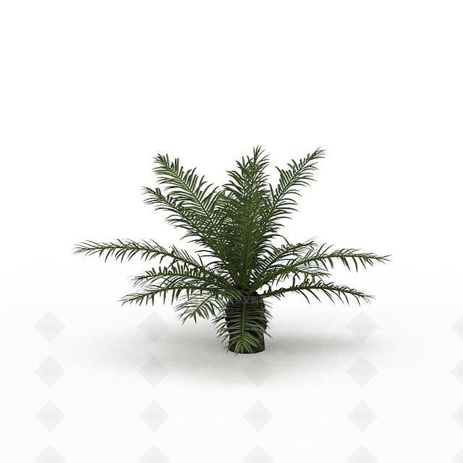 现代蕨类植物3D模型下载【ID:1199027466】