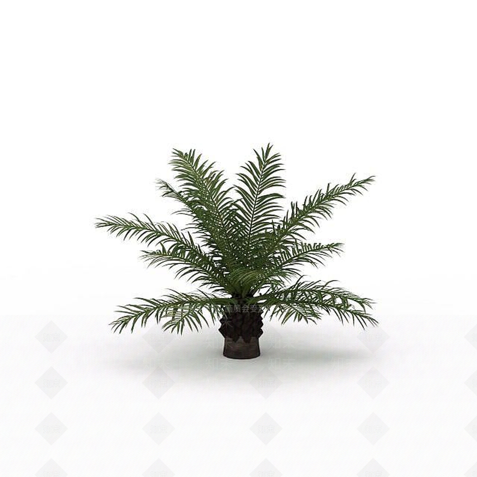 现代蕨类植物3D模型下载【ID:1199027466】