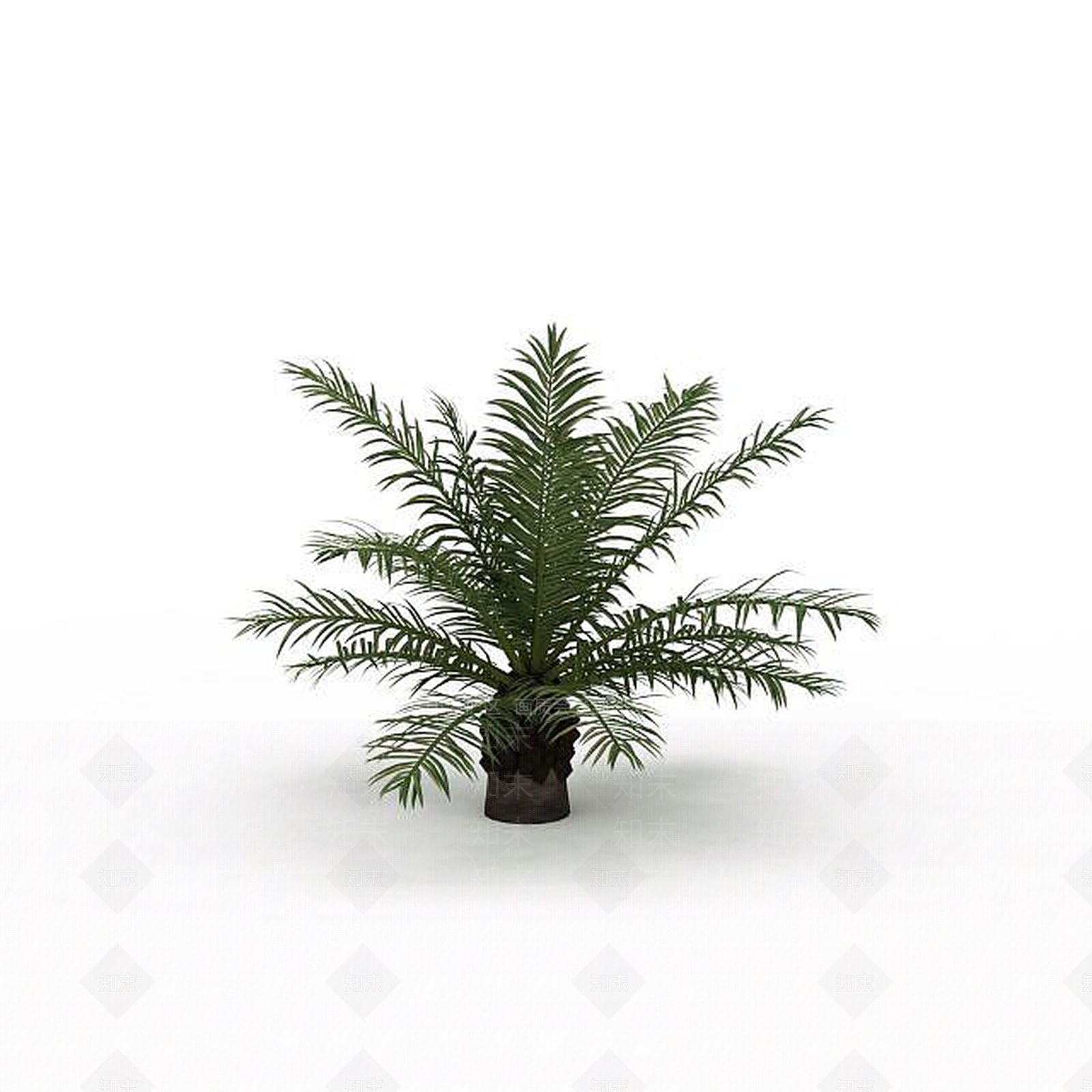 现代蕨类植物3D模型下载【ID:1199027466】