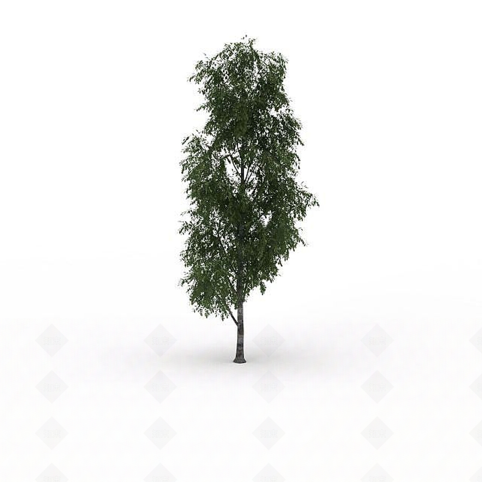 现代细叶景观树3D模型下载【ID:1199028720】