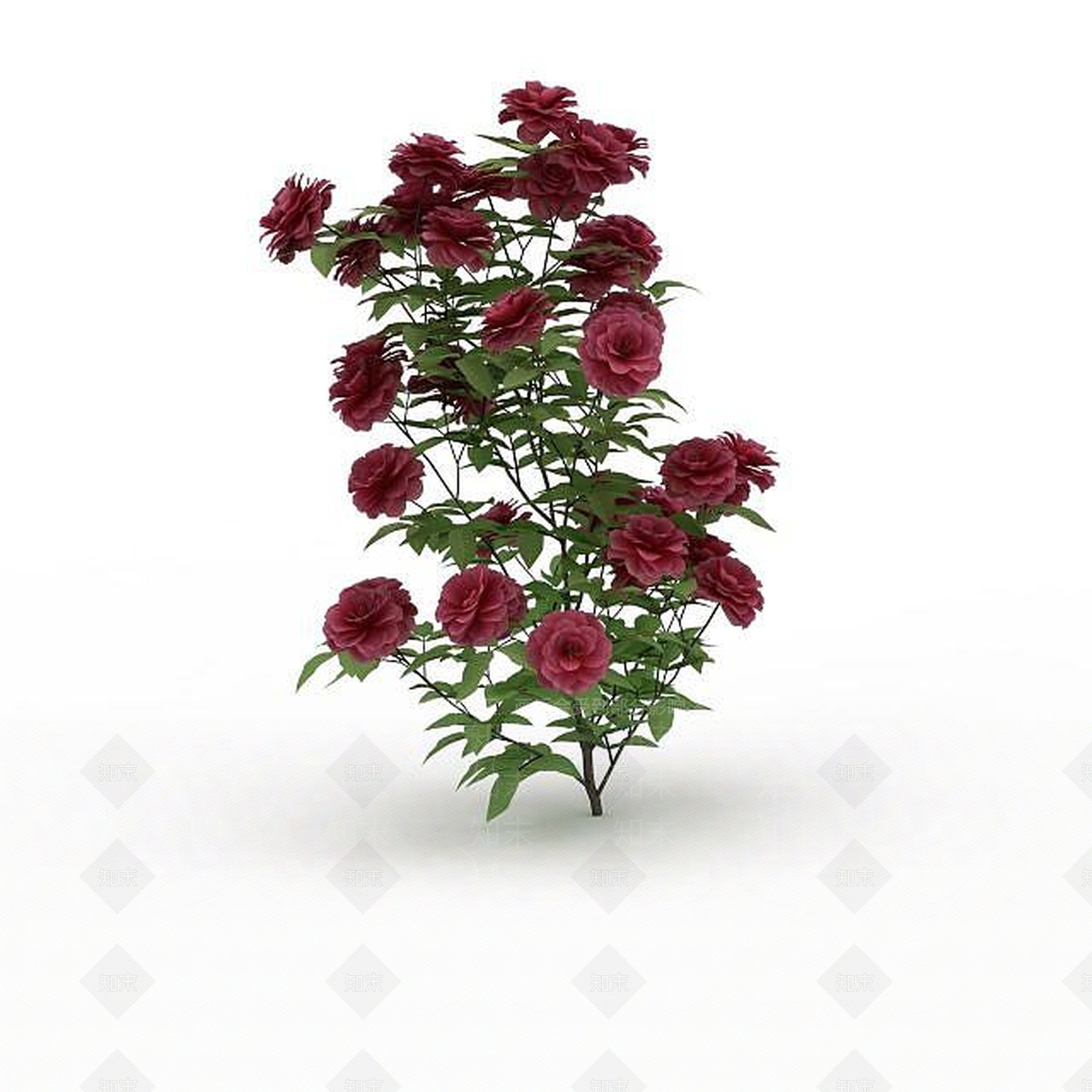现代月季花3D模型下载【ID:1199030358】