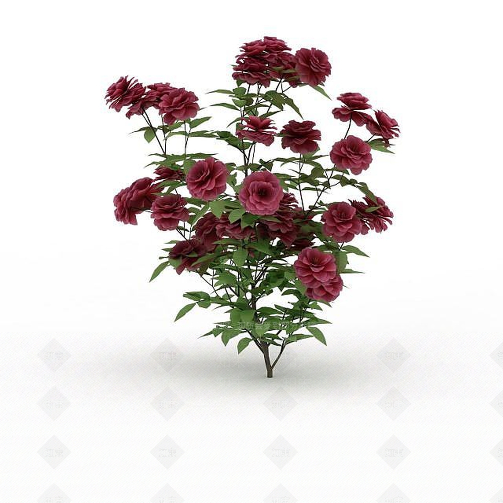 现代观赏月季3D模型下载【ID:1199030542】