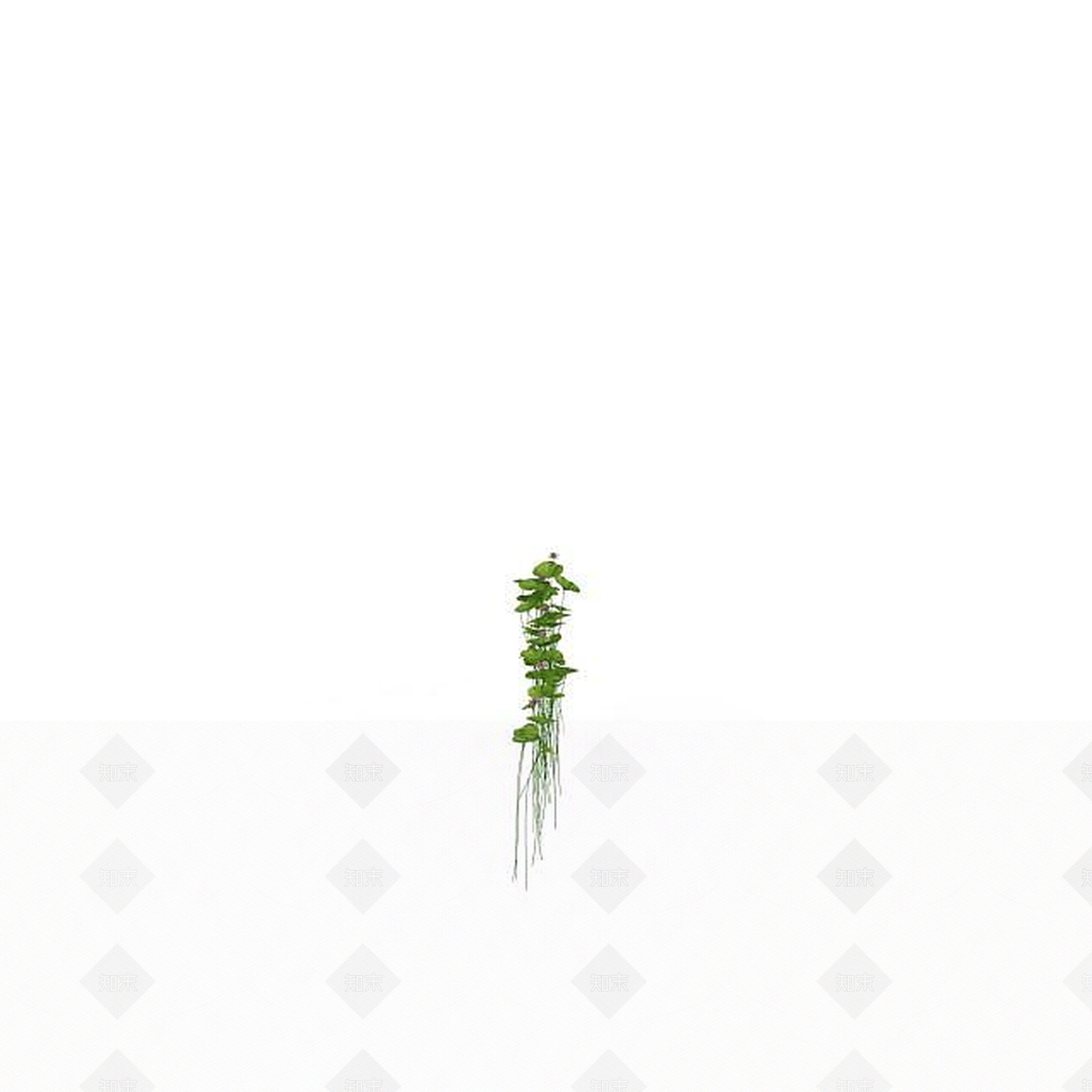现代铜钱草3D模型下载【ID:1199035332】