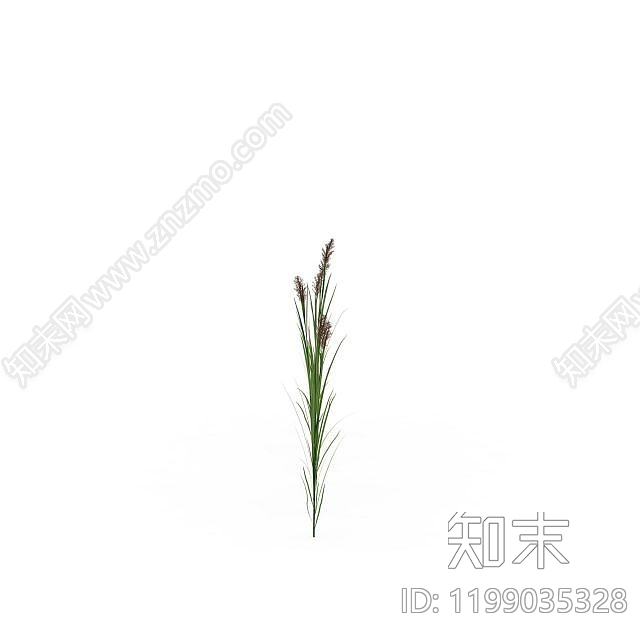 芦苇草3D模型下载【ID:1199035328】