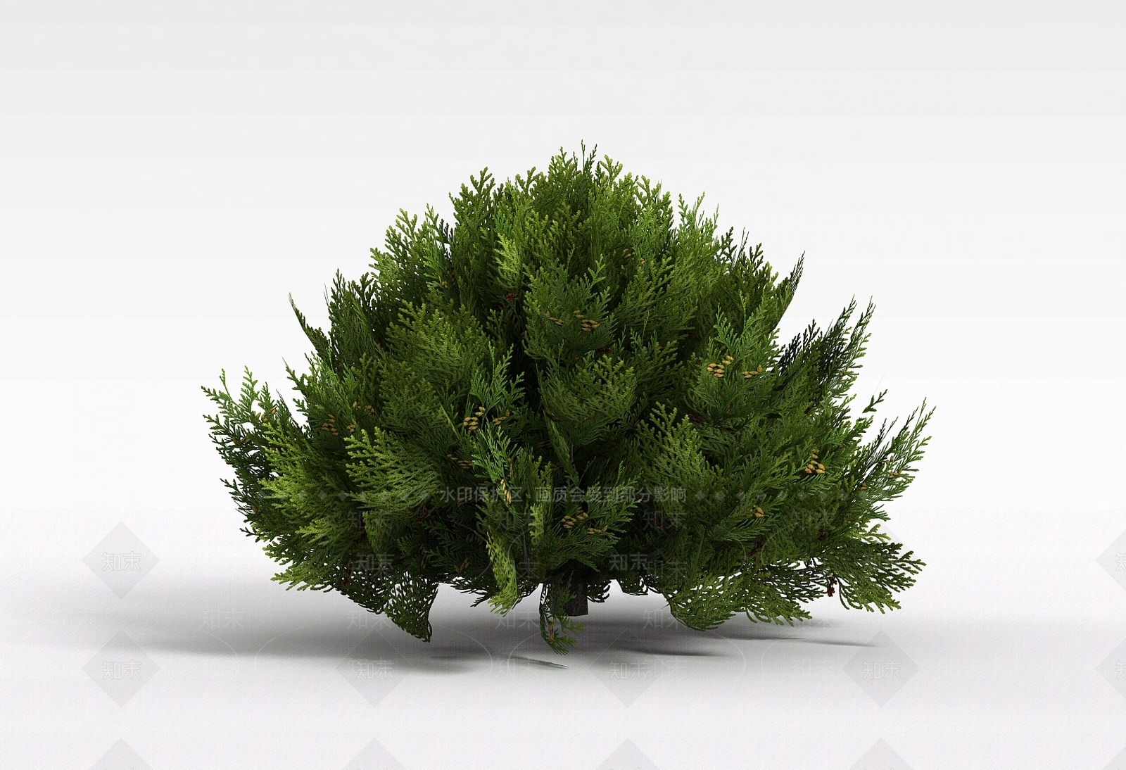 现代柏树3D模型下载【ID:1199040592】