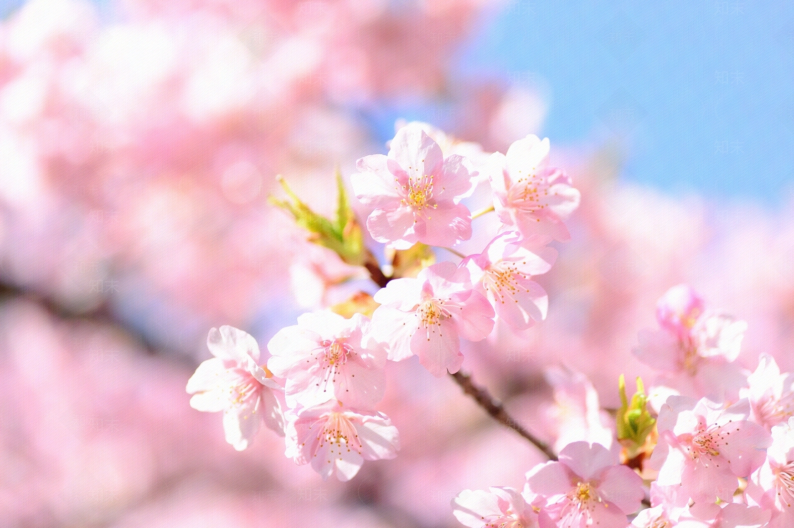 花园高清贴图材质
