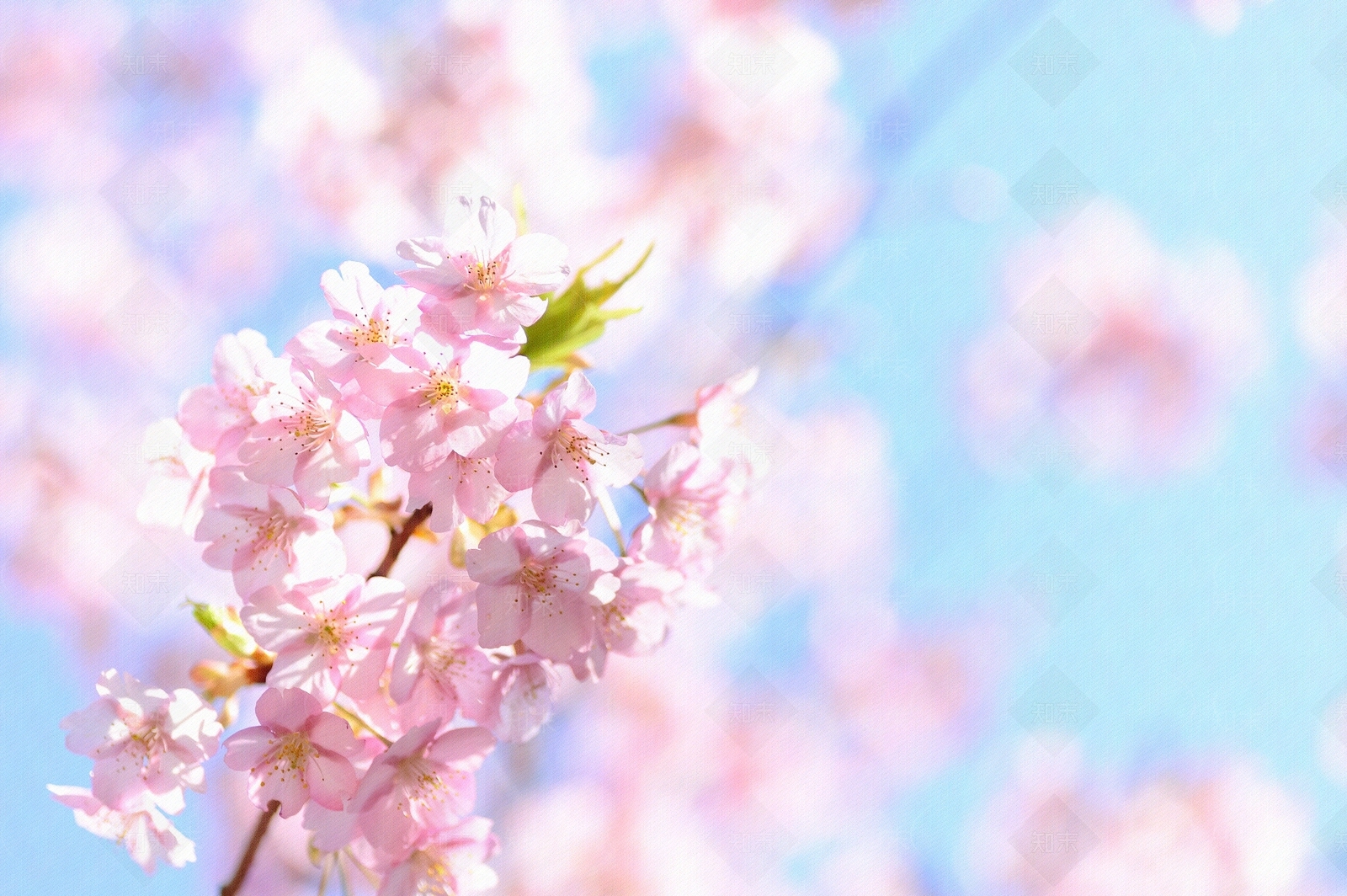 花园高清贴图材质