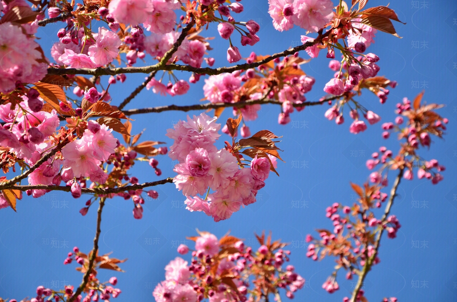花园高清贴图材质