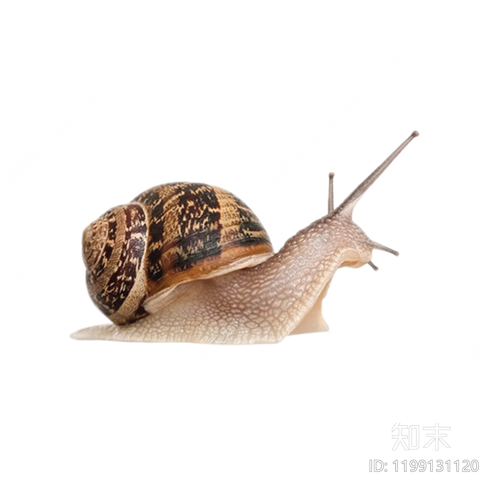 现代其他动物下载【ID:1199131120】