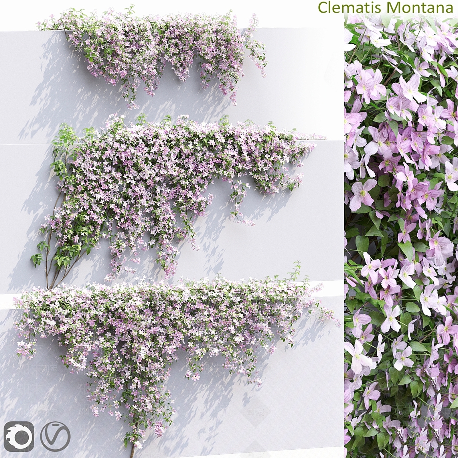 其他绿植3D模型下载【ID:1199155112】