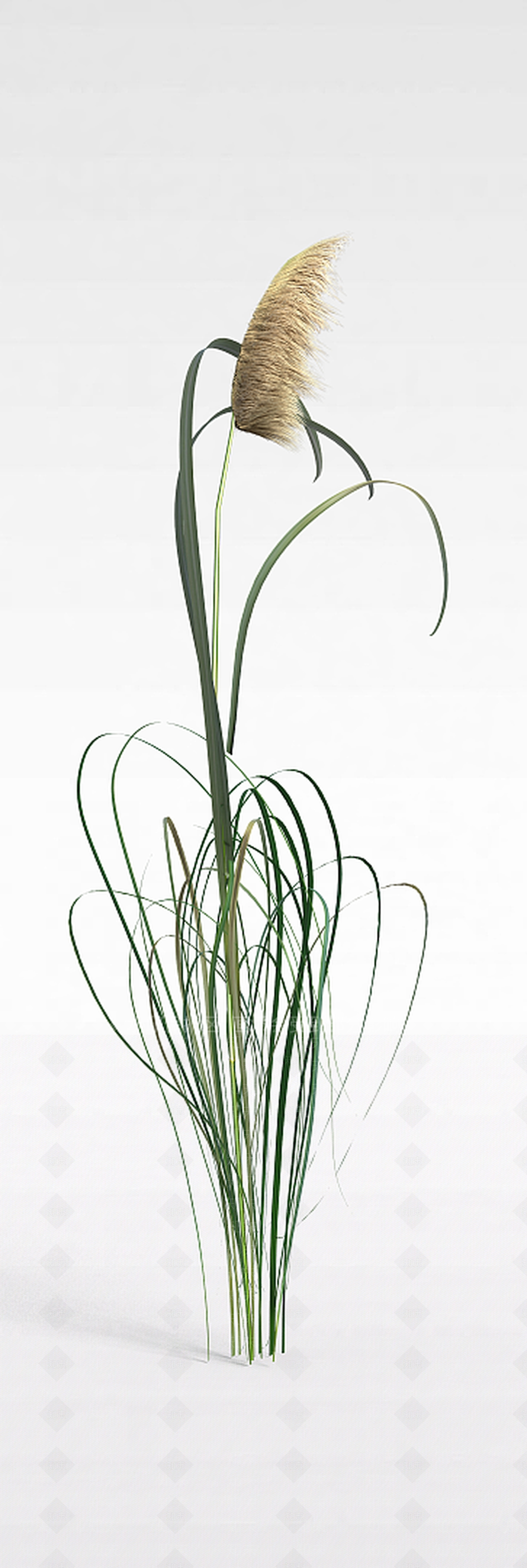 现代芦苇3D模型下载【ID:1199336521】