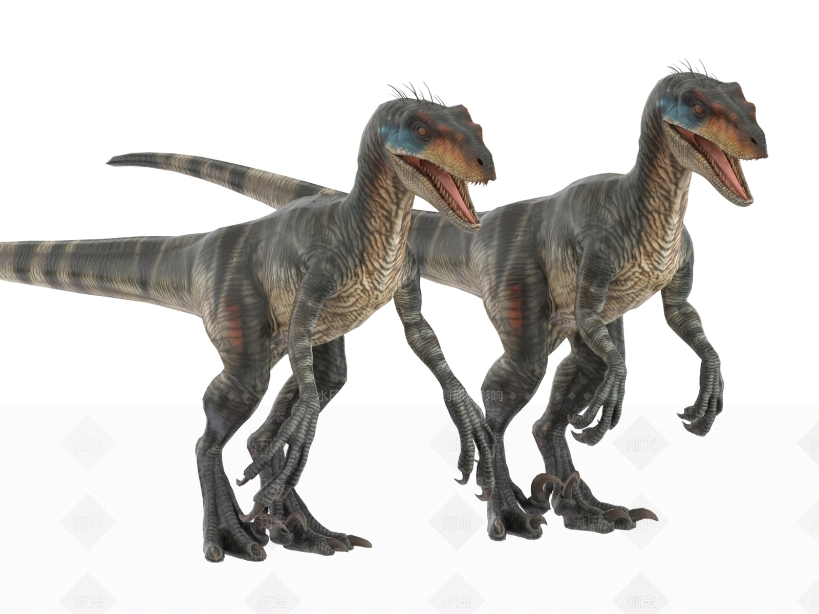 其他动物3D模型下载【ID:1199415775】
