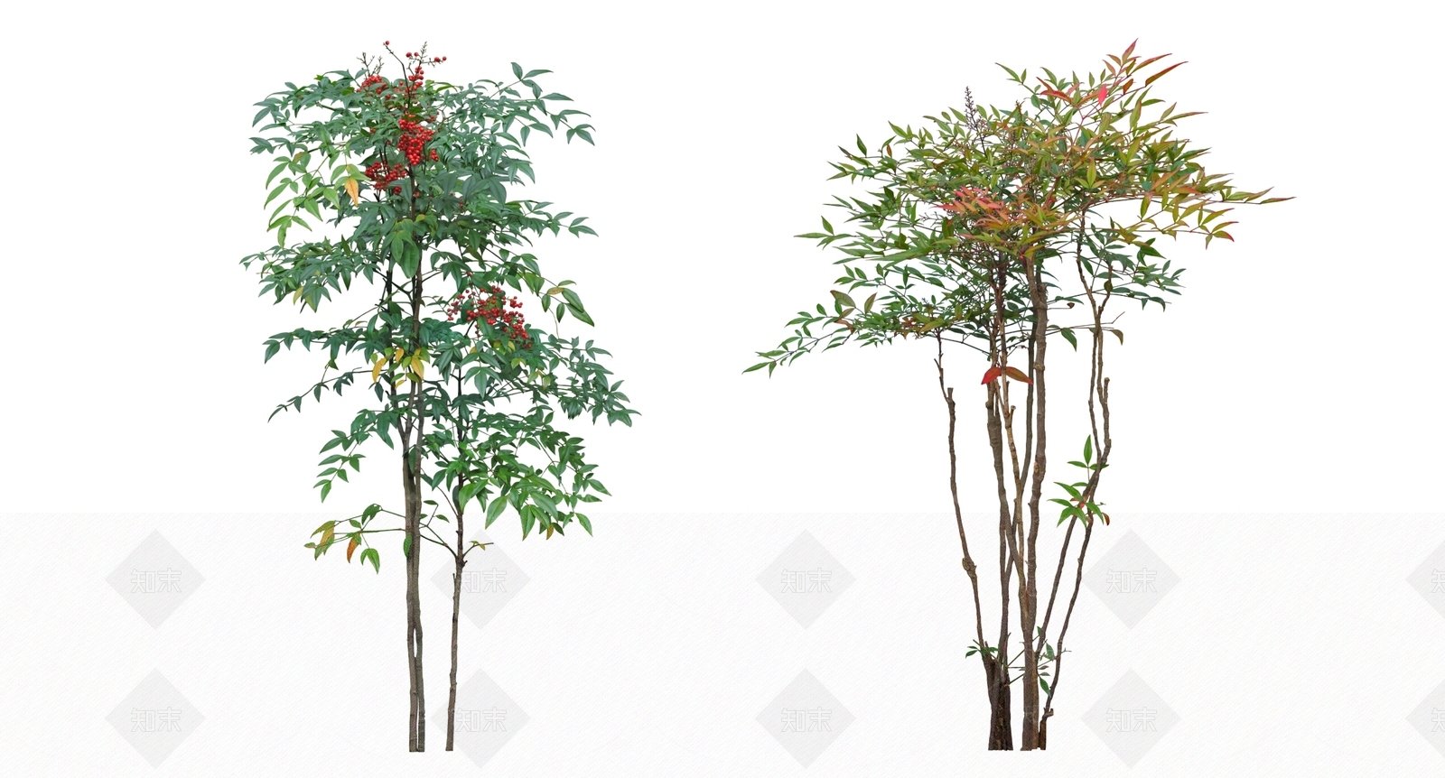 竹子SU模型下载【ID:1199671818】