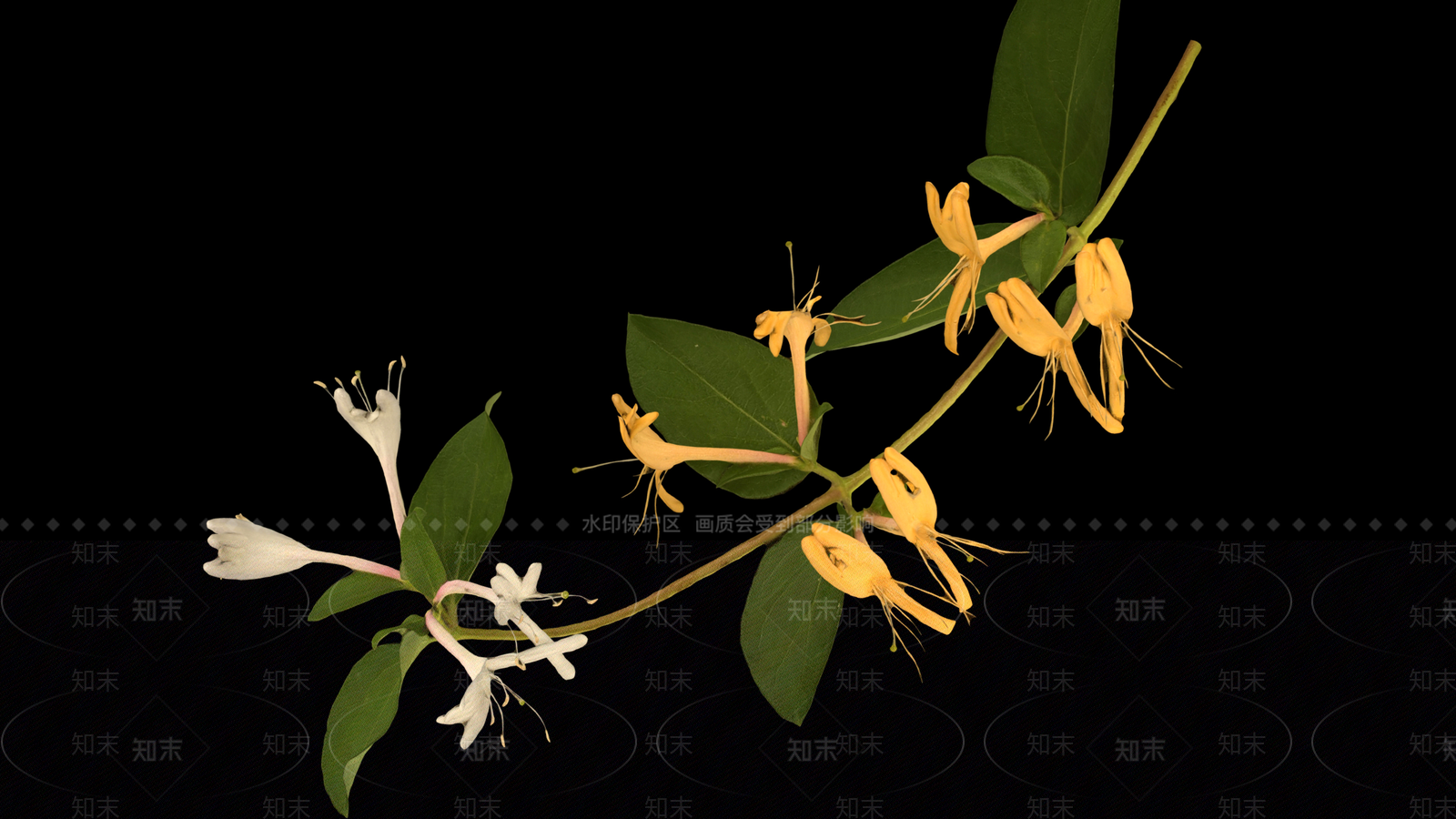 花3D模型下载【ID:1199685559】
