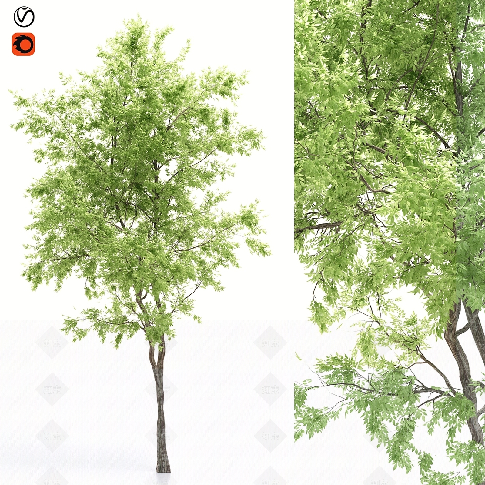 其他树木3D模型下载【ID:1199741944】