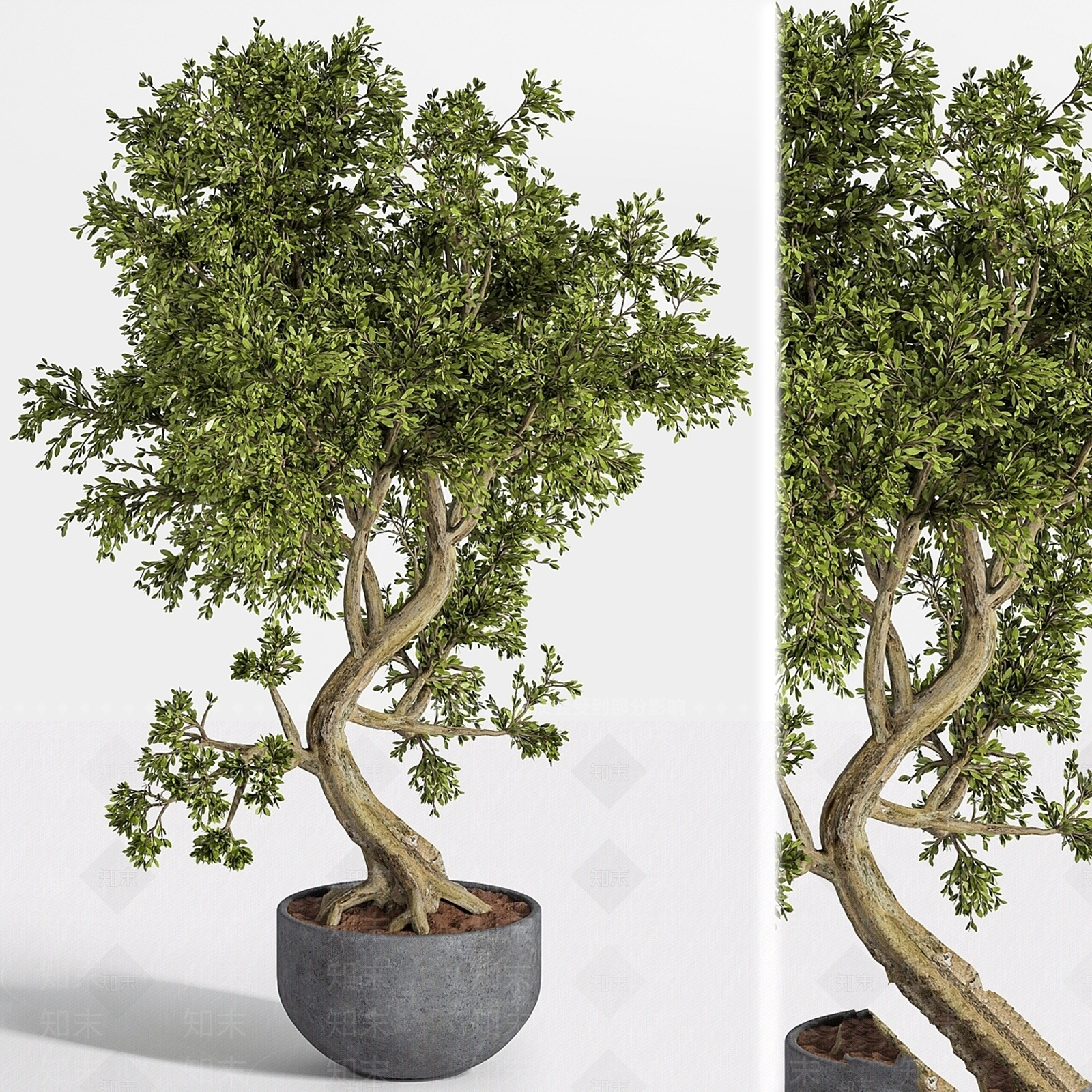 盆栽3D模型下载【ID:1199744906】
