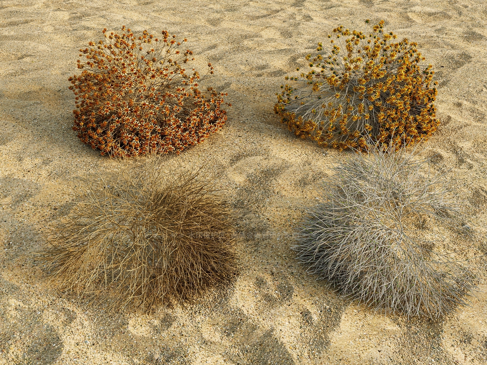 现代侘寂沙漠植物SU模型下载【ID:1199789571】