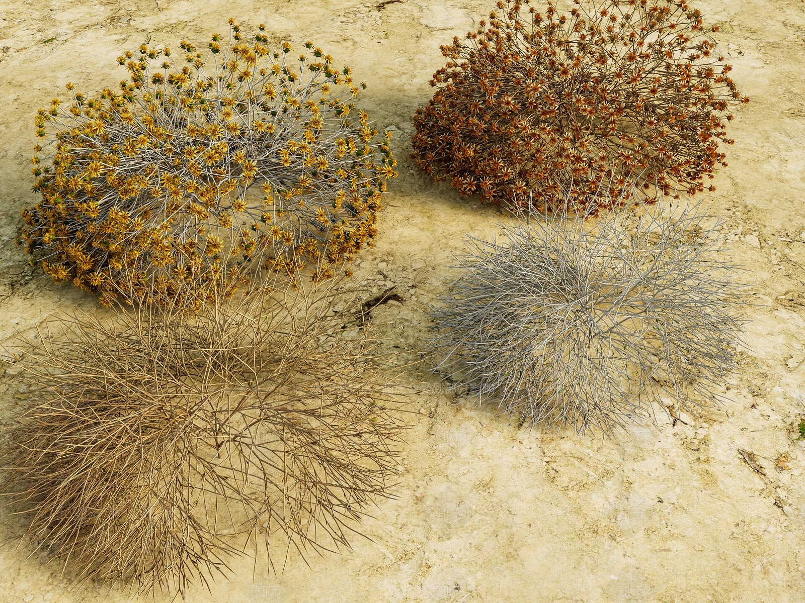 现代侘寂沙漠植物3D模型下载【ID:1199789772】