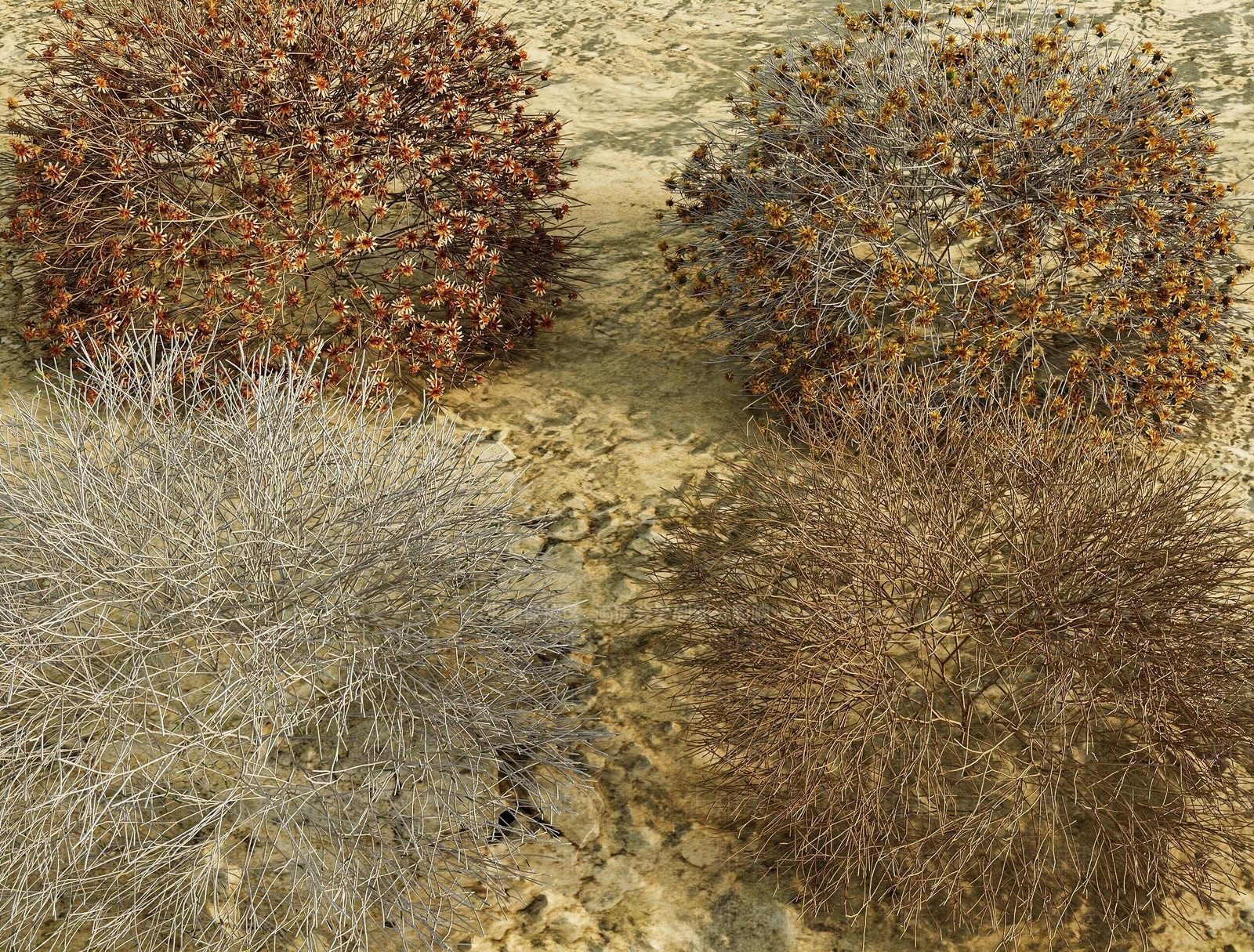 现代侘寂沙漠植物SU模型下载【ID:1199790412】