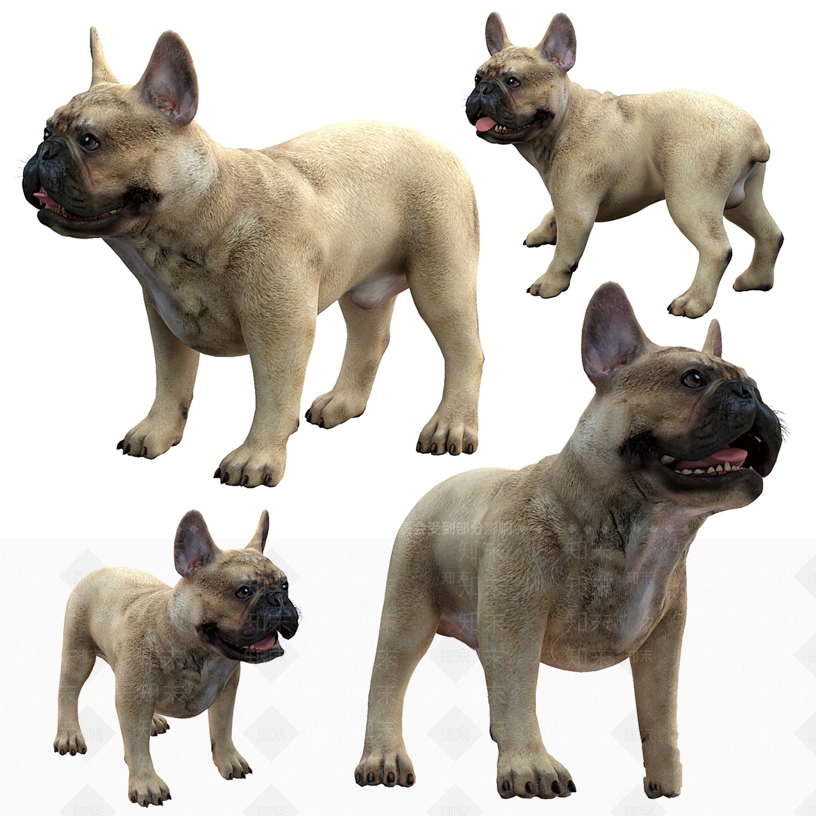 其他动物3D模型下载【ID:1199842971】