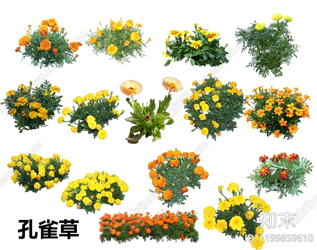 草本花卉设计素材精品下载_知末网