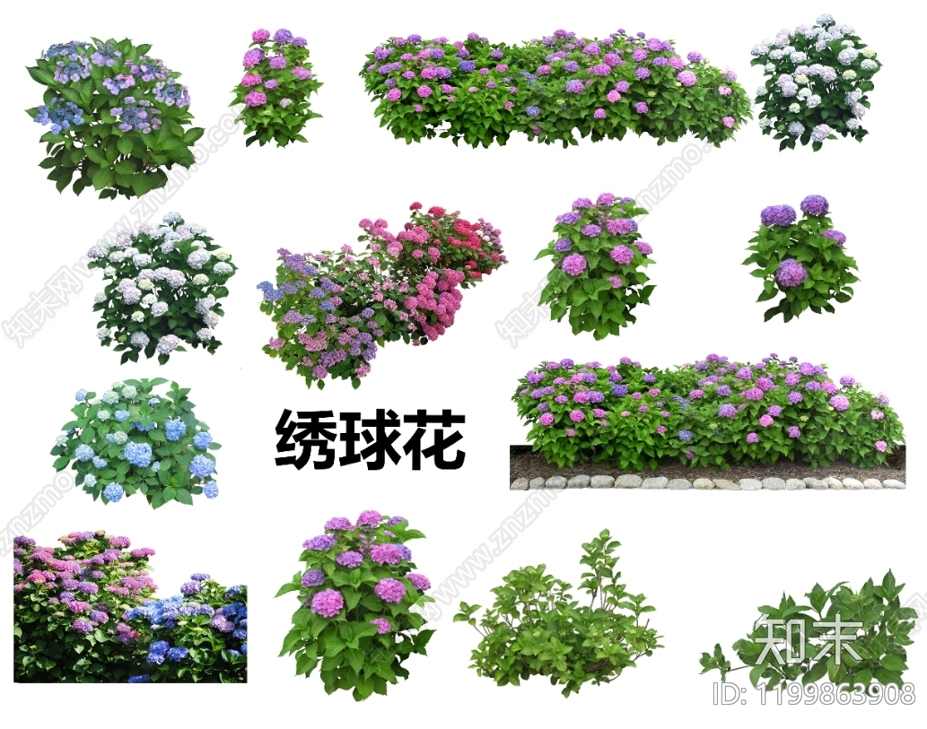 草本花卉设计素材精品下载_知末网