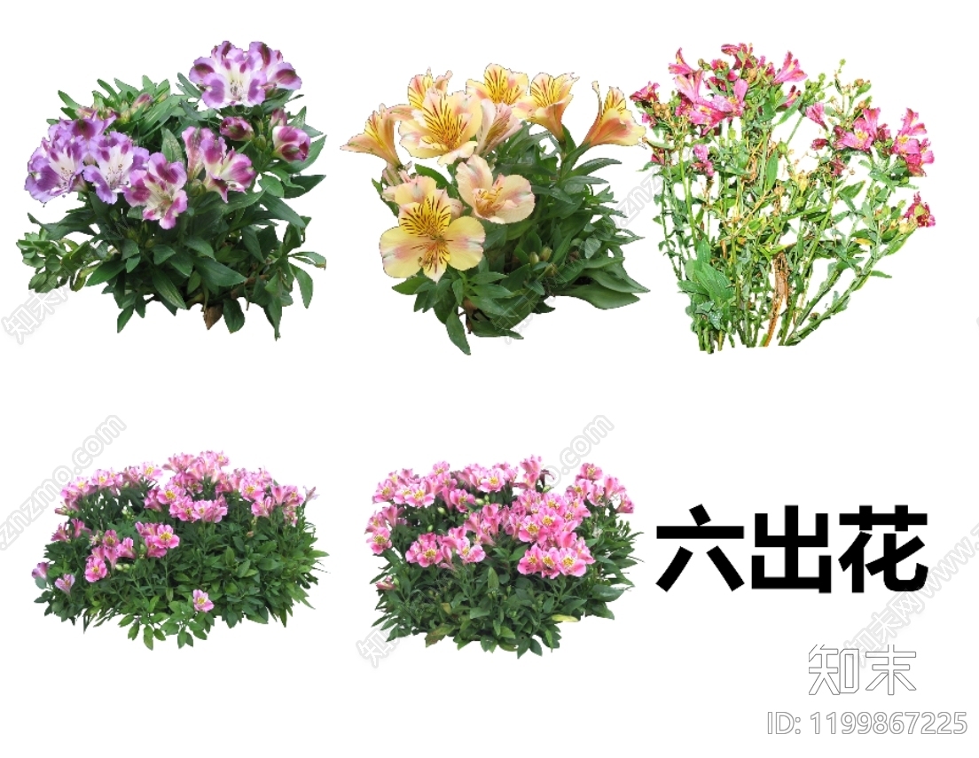 草本花卉设计素材精品下载_知末网