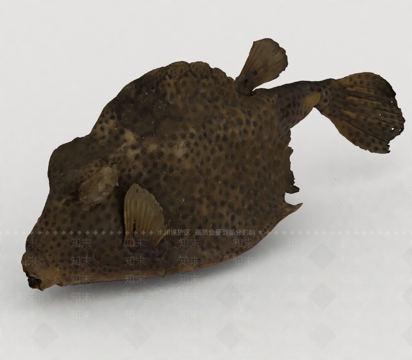 水生类动物3D模型下载【ID:1199888340】