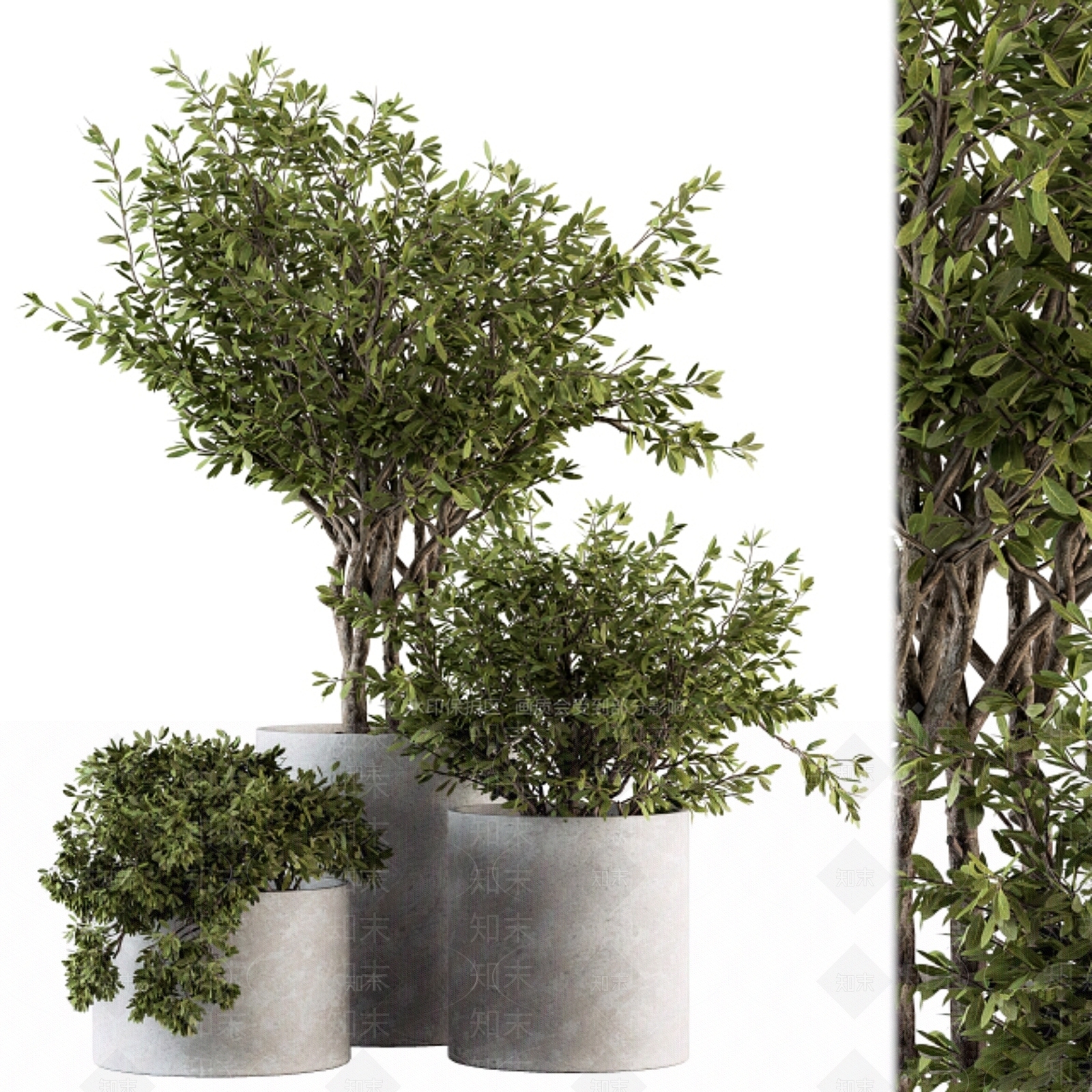 其他绿植3D模型下载【ID:1199923331】