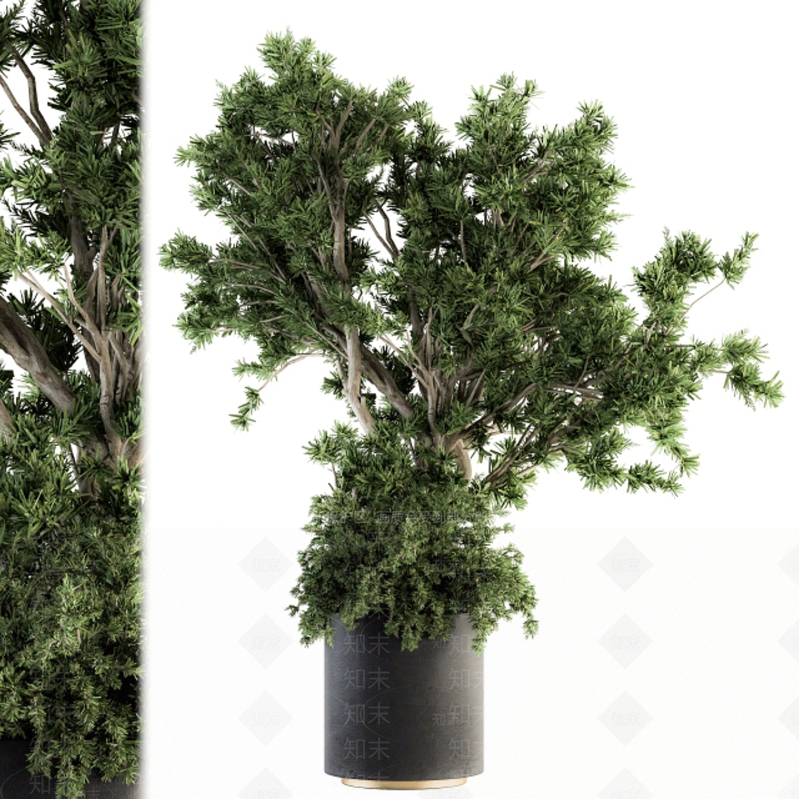 其他绿植3D模型下载【ID:1199963705】