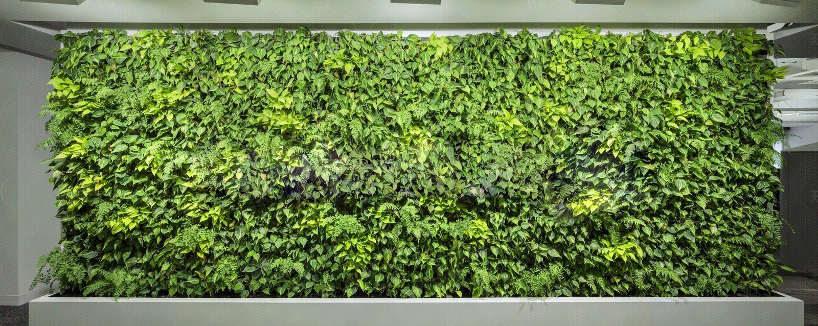 现代绿植墙贴图下载【ID:1200050797】_【知末网贴图库】