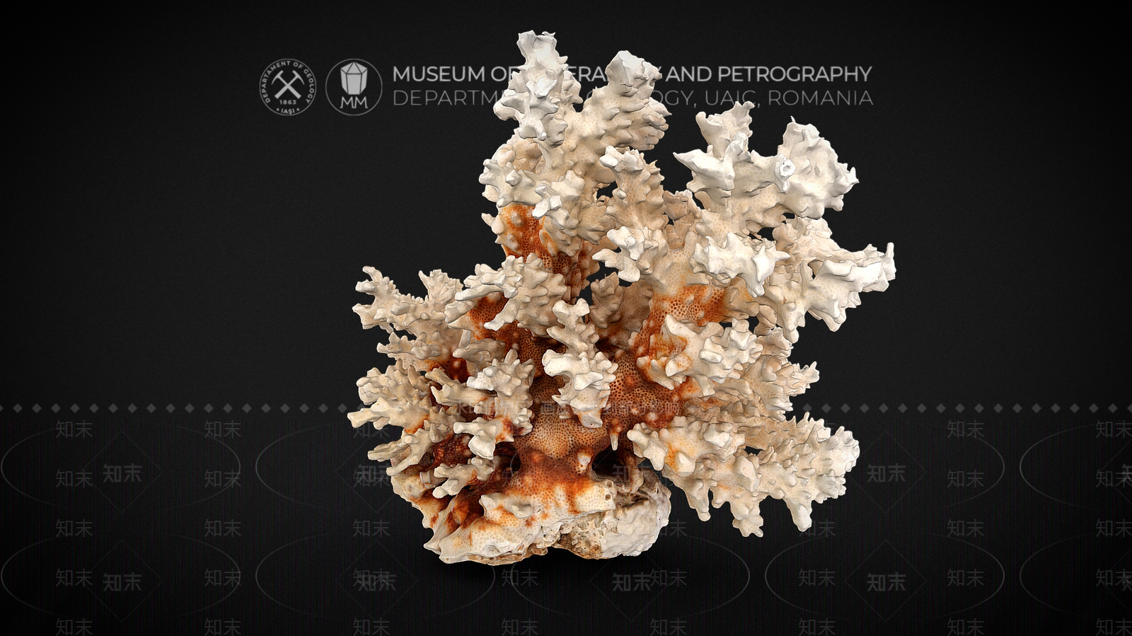 水生植物3D模型下载【ID:1200109206】
