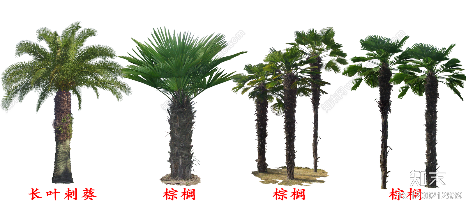 热带植物下载【ID:1200212839】