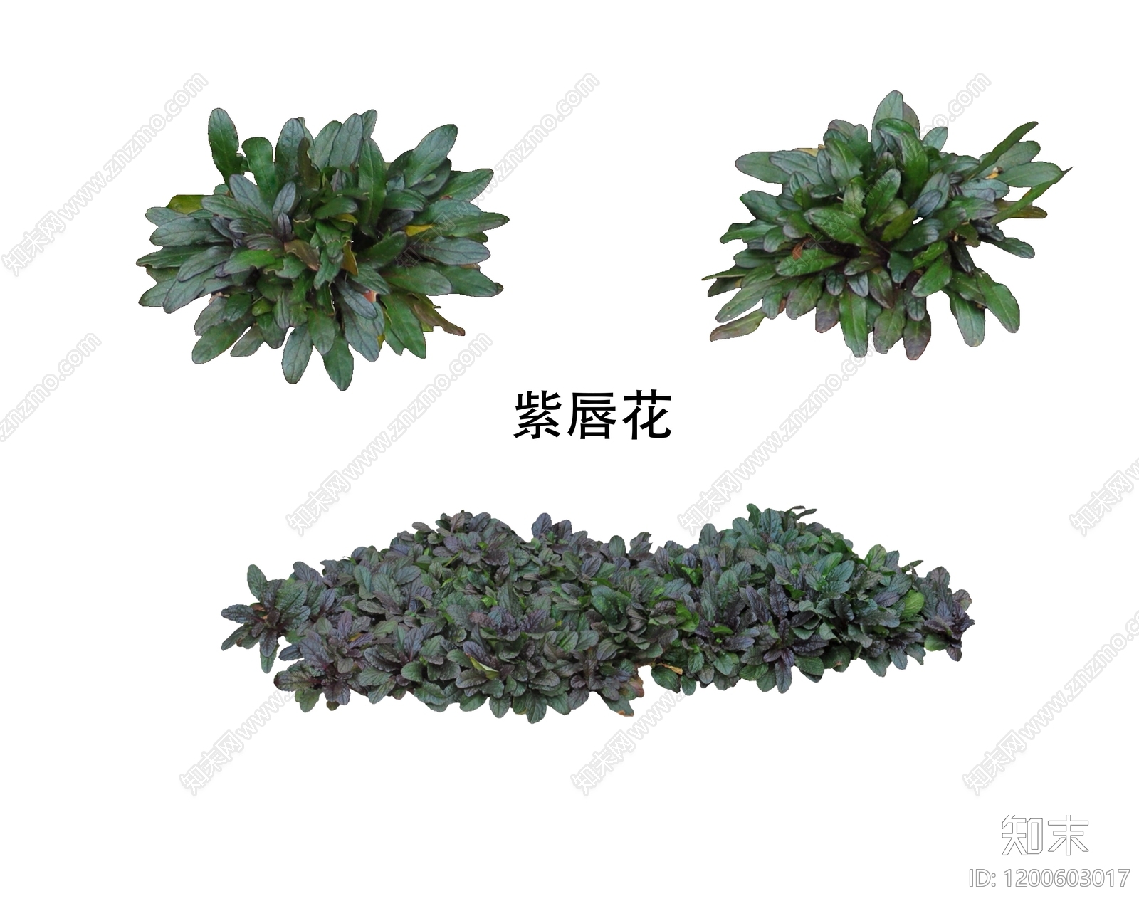 现代其他花草下载【ID:1200603017】