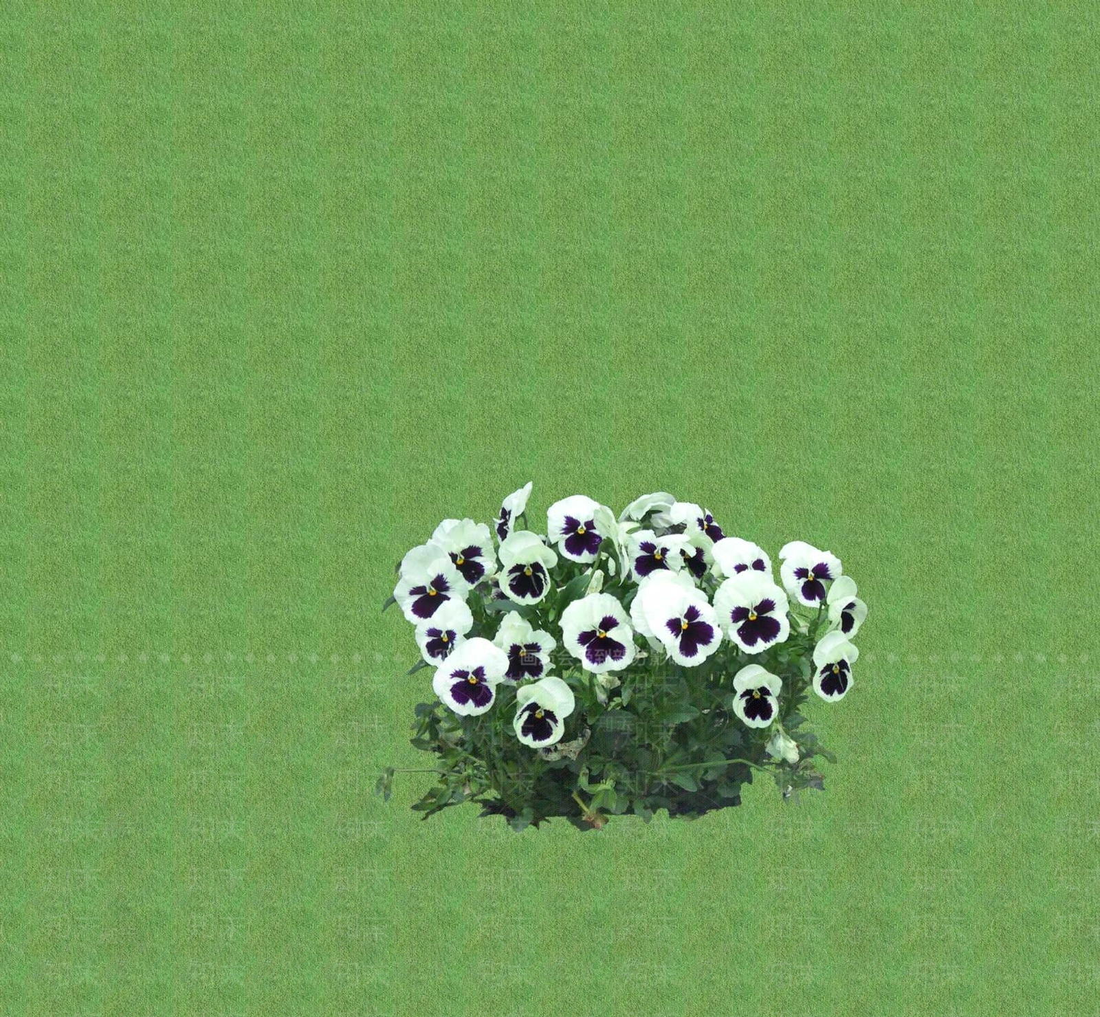 花草SU模型草图
