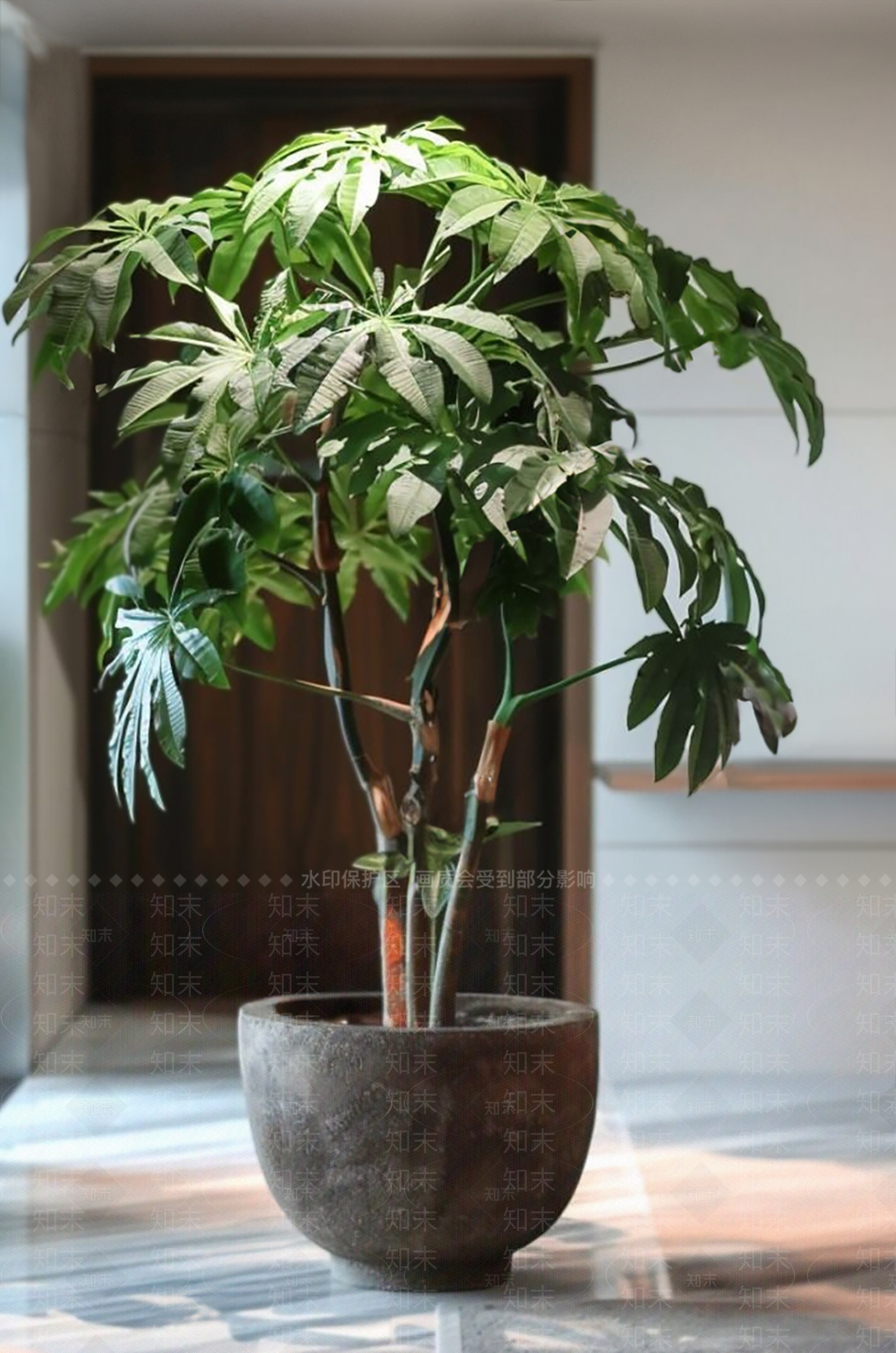 盆栽SU模型下载【ID:1201404644】