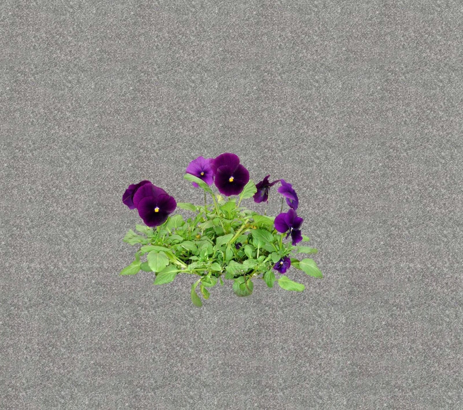 花草SU模型下载【ID:1201469017】