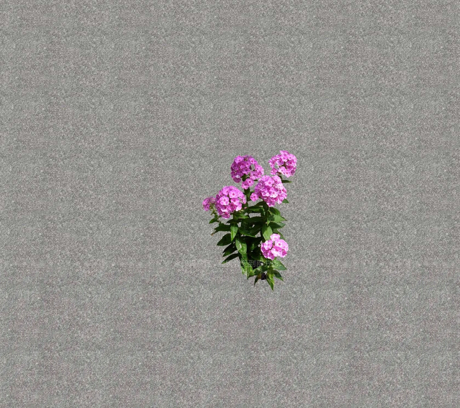 花草SU模型下载【ID:1201469142】