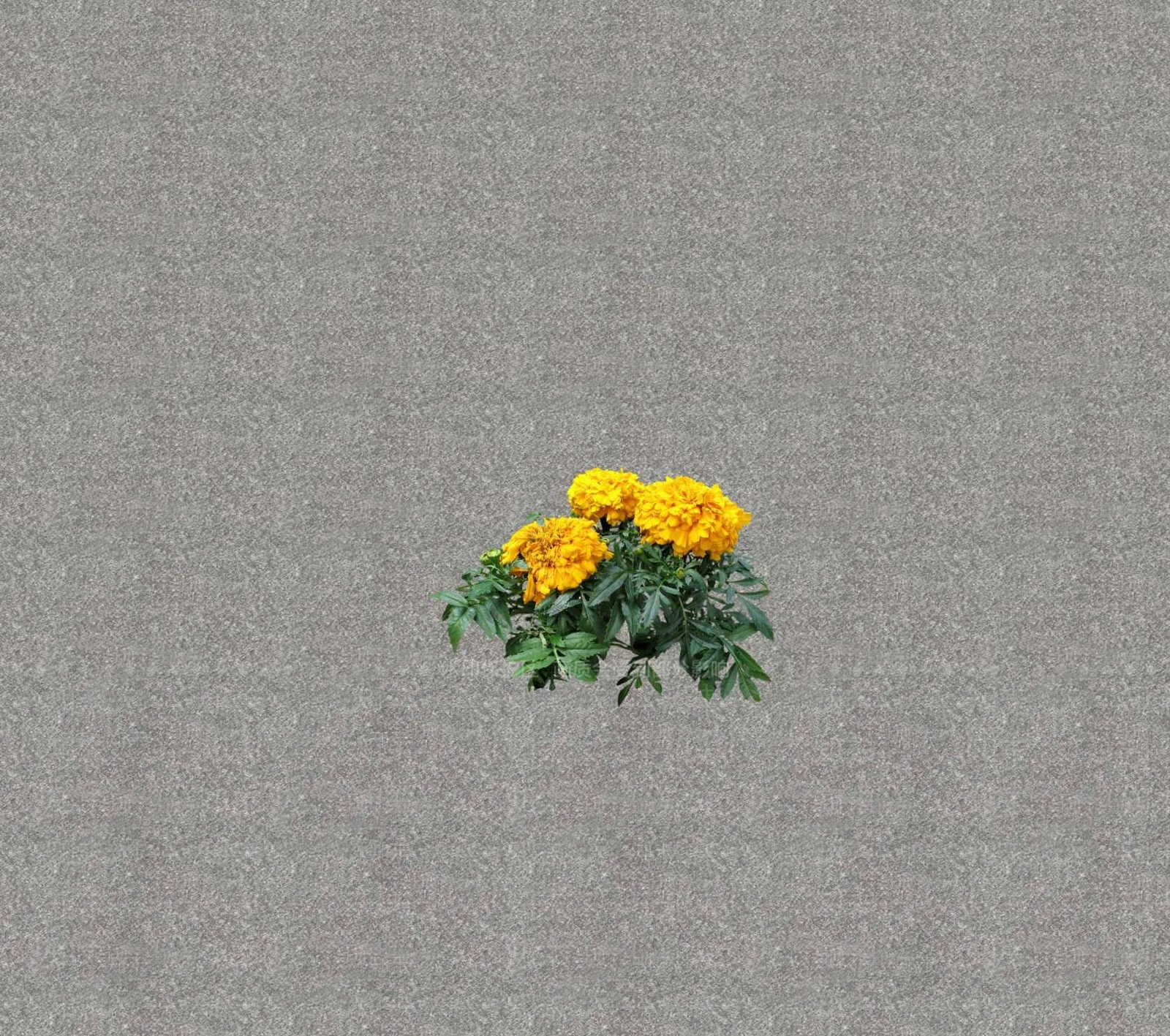 花草SU模型下载【ID:1201469106】