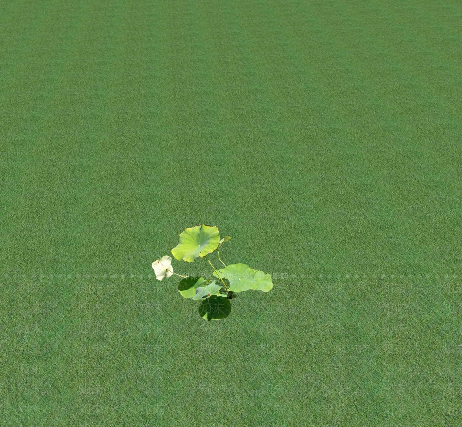 花草SU模型下载【ID:1201471654】