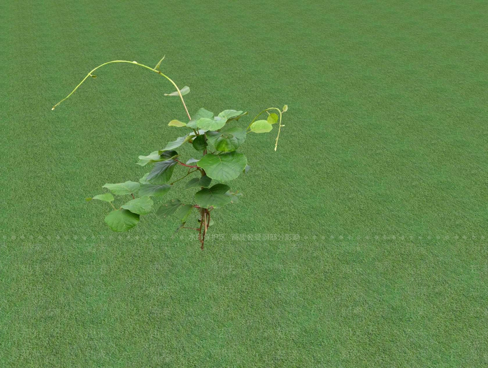 花草SU模型下载【ID:1201481461】