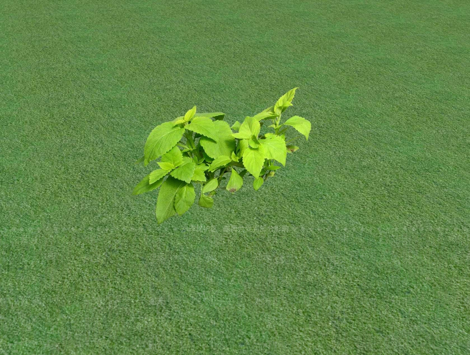 花草SU模型下载【ID:1201526382】