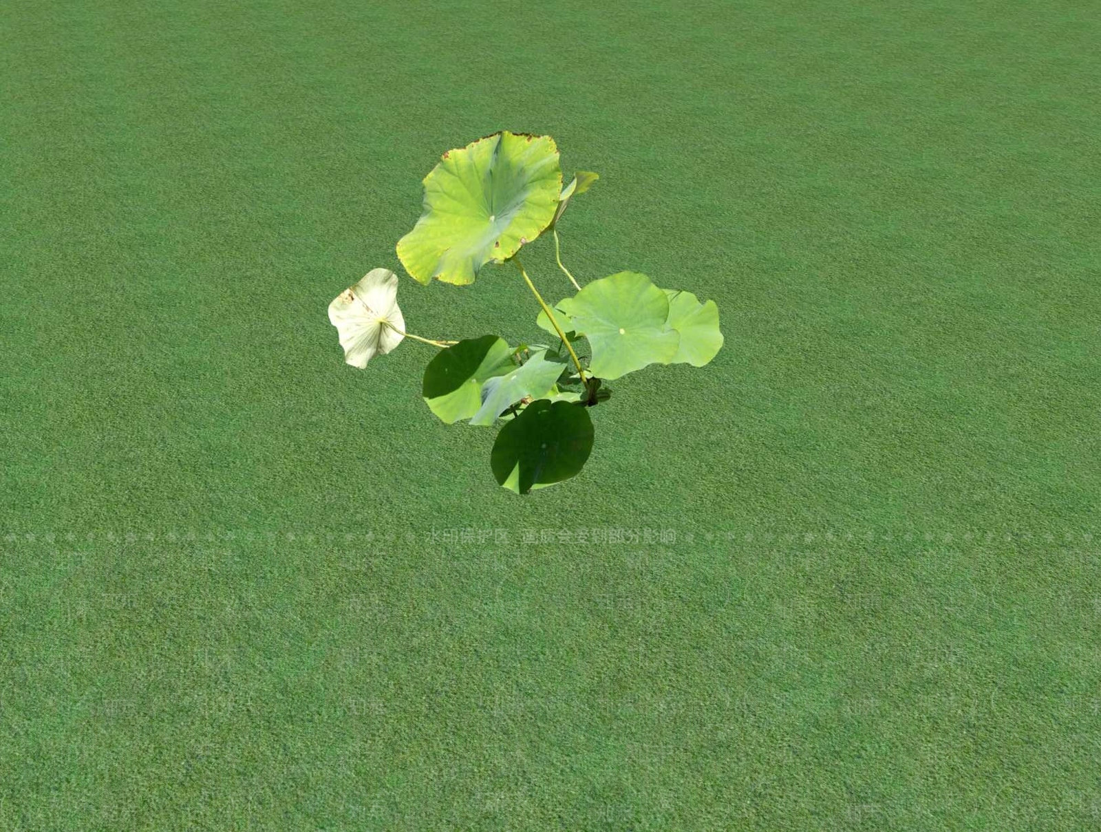 花草SU模型下载【ID:1201526931】